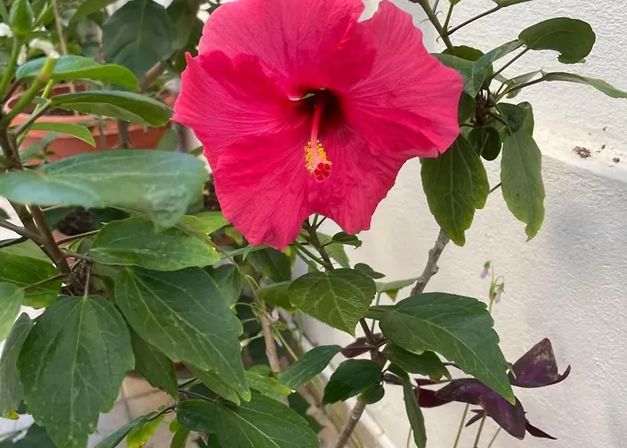 Vendégház Gergana Kiten