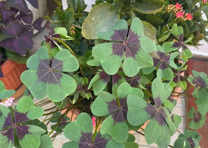 Gergana Vendégház Kiten