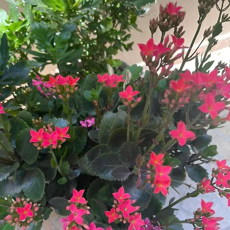 Gergana Guest house Kiten (Burgas)