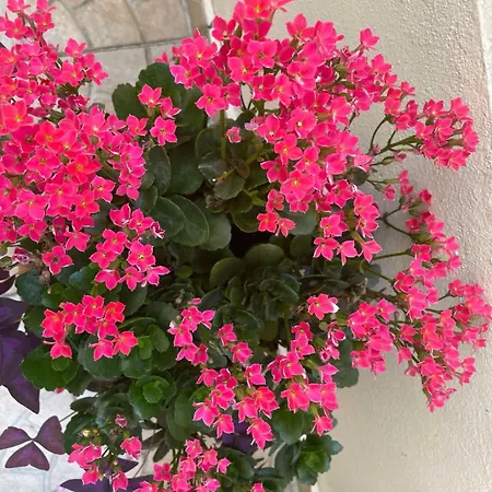 Gergana Guest house