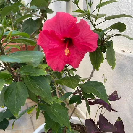 Guest house Gergana Kiten (Burgas)