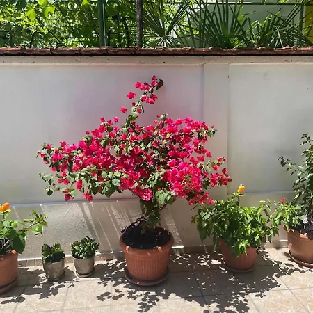Guest house Gergana 4*