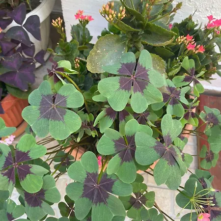 Gergana Guest house Kiten (Burgas)