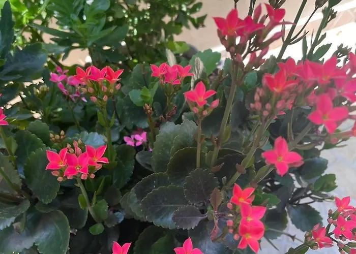 Gergana Guest house Kiten (Burgas)